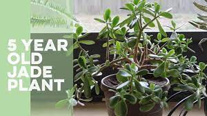 Jade Plant Best Soil Youtube Jade Plants Plants Soil