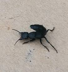 They have been linked with the devil since the middle ages and the superstition was that whoever the tail pointed at would soon die. Got Angry When I Lifted Up Some Wood And Disturbed His Her Peace Didnt Stick Around To Find Out If It Had A Sting In The Tail Some Sort Of Ant Any Ideas