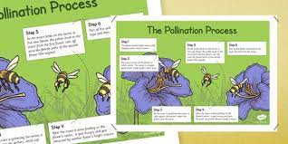 Did you know a bee visits 5,000 flowers a day?if you think that's amazing, consider this: Pollination Information Poster