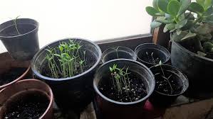 This will ensure success even if some of the seeds don't germinate. What Should I Do With Multiple Pots With A Lot Of Young Jalapenos Seedlings Gardening Landscaping Stack Exchange