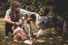Anika Rytel y Hotmart ofrecen consejos sobre cómo corregir el mal  comportamiento de tu perro | IM Veterinaria