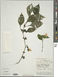 Image result for Acanthopale confertiflora