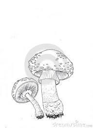 Black And White Mushroom Drawing Amanita Muscaria Mushrooms In Black And White Hand Drawn Illustration Of Fly Amanita Mushroom Drawing Illustration How To Draw Hands