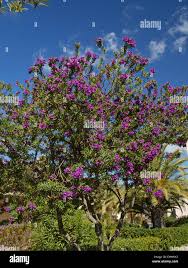 Image result for Polygala myrtifolia