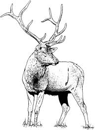 • if something doesn't seem right. Gorgeous Elk Deer Coloring Page Free Printable Coloring Pages Deer Coloring Pages Horse Coloring Pages Coloring Pages