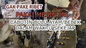 Kena phk pasutri ini curi 10 motor di tempat hiburan klaten. Pabrik Tisu Klaten Jual Mesin Cabut Bulu Bebek Pedaging Dokterandalan