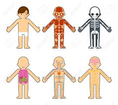 The body and the face: Body Anatomy For Kids The Skeleton And Muscles Nervous System Royalty Free Cliparts Vectors And Stock Illustration Image 47155288