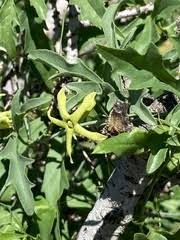 Image result for Trochomeria