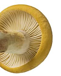 Image result for Russula flavida