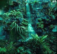 Tropical Rainforest Biome Publish With Glogster Rainforest Biome African Jungle Tropical Rainforest