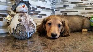 Available standard dachshund for sale: Free Dachshund For Sale Illinois
