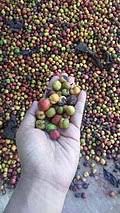 Image result for Coffea mufindiensis