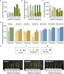 Glycolipids are located on cell membrane surfaces and have a carbohydrate sugar chain attached to them. Wheat Myo Inositol Phosphate Synthase Influences Plant Growth And Stress Responses Via Ethylene Mediated Signaling Scientific Reports