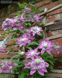 Maybe you would like to learn more about one of these? Plantfiles Pictures Clematis Early Large Flowered Double Clematis Josephine Clematis By Nelly 63