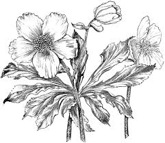 Black And White Free Images Of Flowers Digital Stamp Images Free Free Vintage Digital Stamps Free Digital Stamp Flower Image Digital Stamps Digital Stamps Free Flower Drawing