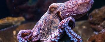 Octopus And Squid Evolution Is Officially Weirder Than We