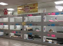 Our store also offers grooming, training, adoptions and curbside pickup. Caps Investigator S Journal The Truth Behind New Jersey Pet Shops Companion Animal Protection Society