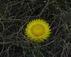 Image result for Helichrysum aureum