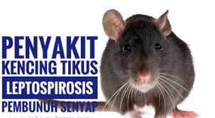 Dan saya pernah tak sengaja. Penyakit Kencing Tikus Menyebabkan Kematian Rakvitamin Com