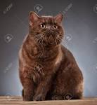 British Shorthair Cat Breed Information, Pictures ...