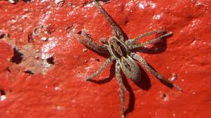 Comment Eliminer Les Araignees Araignee Insectes Eliminer
