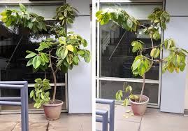 Maybe you would like to learn more about one of these? My Mother In Law Thought My Ficus Audrey Needed To Be Sunbathed So She Moved It Out Of The Shade Half The Leaves Are Burnt And Gone Help Plantclinic