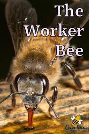 Worker Bees Their Role In The Colony Bee Colony Bee Keeping Bee
