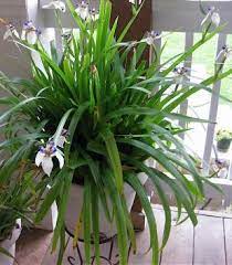 Plants like epimedium, hellebores, heuchera, and bearded iris retain their leaves all winter. 7 Best Walking Iris Ideas Walking Iris Iris Plants