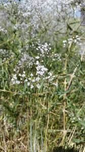If you are the lucky recipient of such a bouquet and you have a cat, it probably doesn't surprise you that your feline friend has a particular fascination with the baby's breath. Weed Spotlight Baby S Breath Thefencepost Com