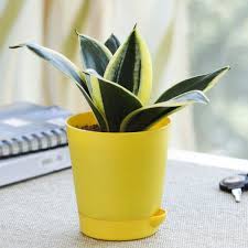 This video is a procedure of propagating sansevieria trifasciata using small glass bowl of water. Sansevieria Golden Hahnii Snake Plant With Self Watering Pot Plantsyard