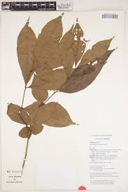 Image result for Eriocoelum