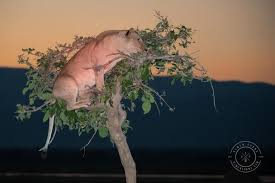 Image result for Tricliceras longepedunculatum