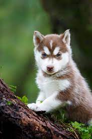 Portrait Of The Curious Husky Puppy In A Wild Forest Siberianhusky Husky Miniature Husky Husky Breeds
