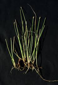 Image result for Eleocharis naumanniana