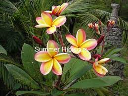 Frangipani Rainbow Plumeria Plumeria Tree Hibiscus Plant Flowering Trees