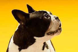 This will help us improve your ad experience. Are French Bulldogs Hypoallergenic Dogs Or Bad For Allergy Sufferers French Bulldog Owner
