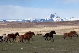 Les Chevaux Sauvages Islandais Chevaux Sauvages Cheval Cheval Islandais