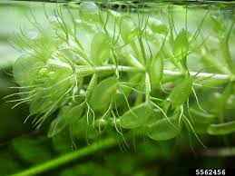 Image result for Aldrovanda