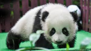 Contest ends 29 may 2018. Baby Panda Makes Public Debut At Malaysia Zoo News Dw 26 05 2018