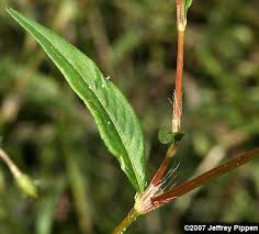 Check spelling or type a new query. Persicaria Polygonum