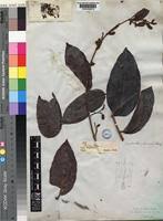 Image result for Combretum fuscum