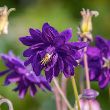 Image result for Aquilegia vulgaris Tower Mix