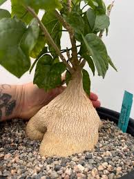 Image result for Pyrenacantha kirkii