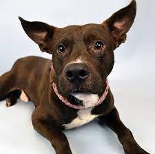 Rescue Rescueanimal Dog Adorable Beautiful Doggy Puppy Humane Society Animals And Pets Dog Training Camp