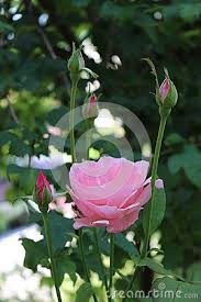 Fully Open Blooming Pink Rose Surrounded With Closed And Partially Open Rose Buds On Dark Green Leaves And Garden Vegetation Backgroun Rose Buds Open Rose Rose