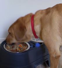 dog food for normal fussy fat thin