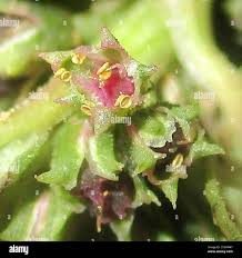 Image result for Zaleya