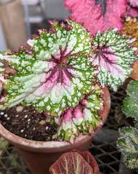 Image result for Begonia nyassensis