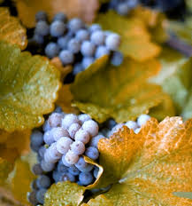 The grape most likely gets its name from the french word sauvage (wild) and blanc (white) due to its early origins as an indigenous grape in south. Concord Grape Wikipedia