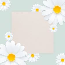 Flower yellow chamomile on black isolated background with clipping path. Pin On A